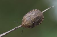 Eurygaster maura