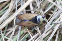 Notonecta glauca