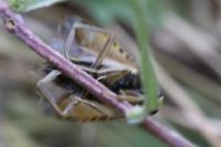 Notonecta glauca
