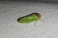 Iassus lanio