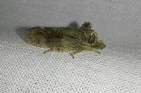Ledra aurita