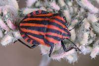 Graphosoma italicum