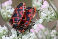 Eurydema ornata