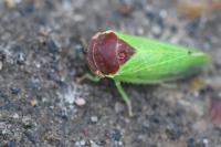 Iassus scutellaris