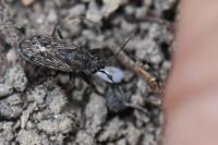 Peritrechus gracilicornis