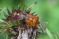 Carpocoris purpureipennis