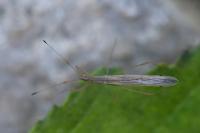 Berytinus hirticornis