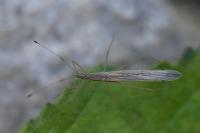 Berytinus hirticornis