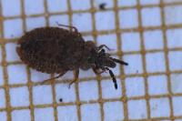 Aradus cinnamomeus