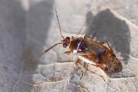 Alloeotomus