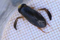 Corixa punctata