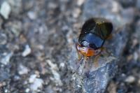 Geocoris erythrocephalus