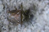 Eysarcoris ventralis