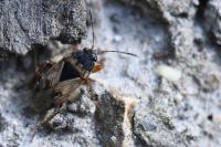 Trapezonotus ullrichi