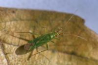 Blepharidopterus angulatus