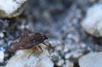 Physatocheila dumetorum