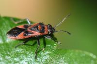 Arocatus roeselii