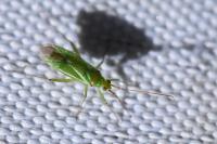 Blepharidopterus angulatus