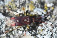 Pantilius tunicatus