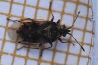 Kleidocerys resedae