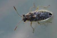 Brachycarenus tigrinus