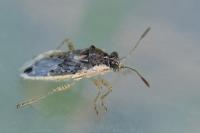 Brachycarenus tigrinus