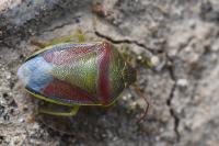 Piezodorus lituratus