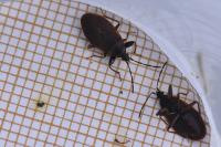 Gastrodes grossipes