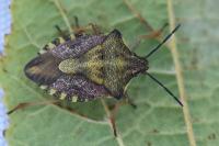 Carpocoris purpureipennis