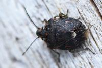 Holcogaster fibulata