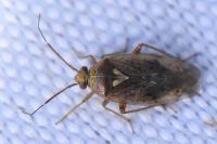 Lygus rugulipennis