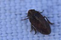 Tettigometra impressopunctata