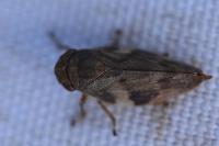 Aphrophora alni