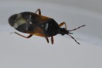 Anthocoris