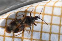Anthocoris nemoralis