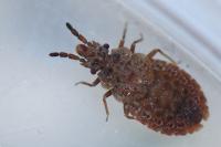 Aradus cinnamomeus