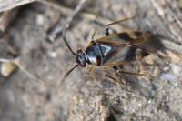 Orthops