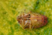 Elasmucha grisea