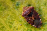 Elasmucha grisea