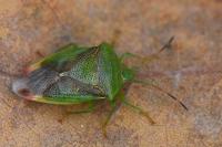 Elasmostethus minor