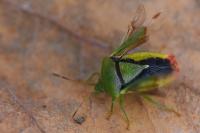 Elasmostethus minor