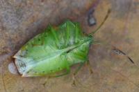 Elasmostethus minor