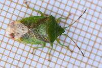 Elasmostethus minor