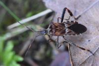 Leptoglossus occidentalis