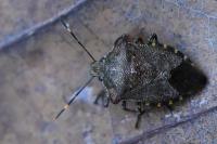 Troilus luridus