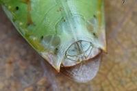 Elasmostethus minor