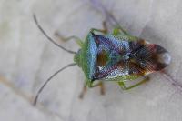 Elasmostethus interstinctus