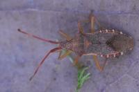 Gonocerus acuteangulatus