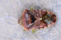 Elasmucha grisea