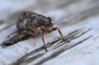 Issus coleoptratus